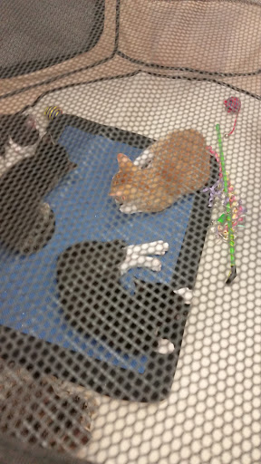 Pet Supply Store «Petco Animal Supplies», reviews and photos, 164 Rockland Plaza, Nanuet, NY 10954, USA