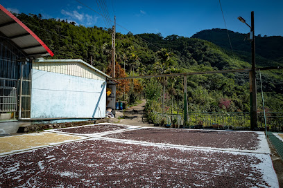 卓武山咖啡农场
