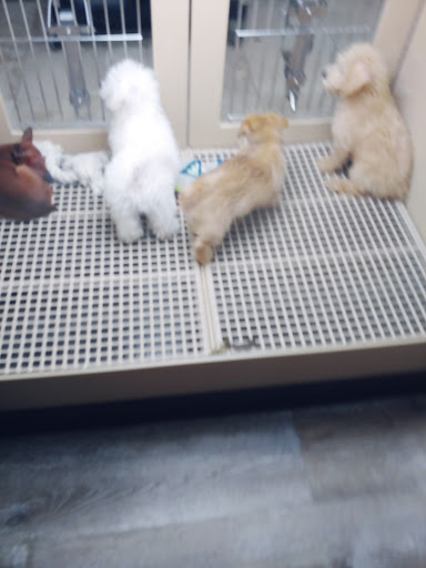 Pet Supply Store «Petland Dallas», reviews and photos, 11909 Preston Rd, Dallas, TX 75230, USA