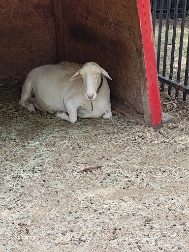 Zoo «Fritz Park Petting Farm», reviews and photos, 312 E Vilbig St, Irving, TX 75060, USA