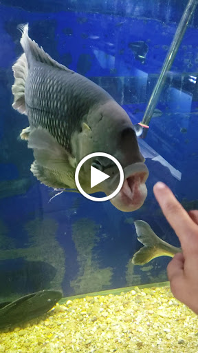 Pet Store «Fins Feathers Paws & Claws», reviews and photos, 436 Main St, Harleysville, PA 19438, USA