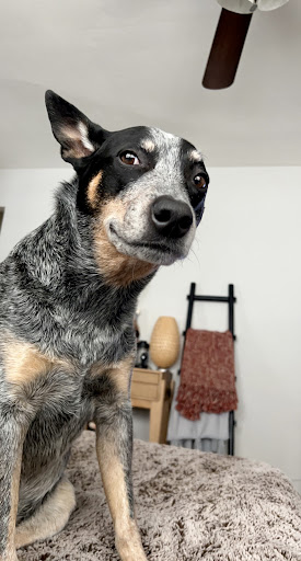 Timberlake Veterinary Hospital image