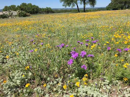 Wine Bar «Pedernales Cellars», reviews and photos, 2916 Upper Albert Rd, Stonewall, TX 78671, USA