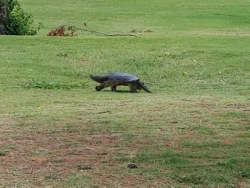 Golf Course «Page Belcher Golf Course», reviews and photos, 6666 S Union Ave, Tulsa, OK 74132, USA