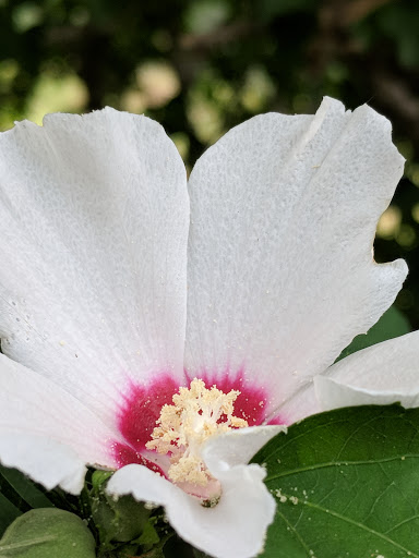 Zoo «Frank Buck Zoo», reviews and photos, 1000 W California St, Gainesville, TX 76240, USA