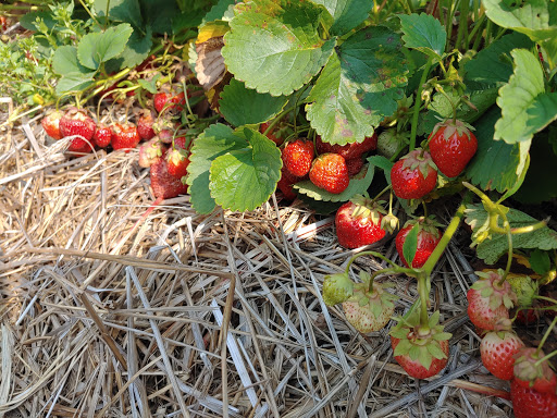 Farm «Jones Family Farms», reviews and photos, 606 Walnut Tree Hill Rd, Shelton, CT 06484, USA