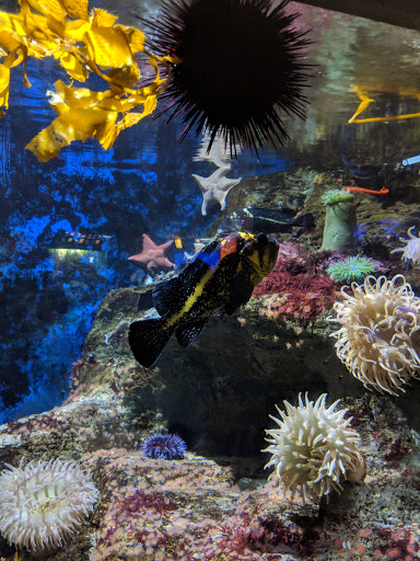 Aquarium «Birch Aquarium at Scripps Institution of Oceanography», reviews and photos, 2300 Expedition Way, La Jolla, CA 92037, USA