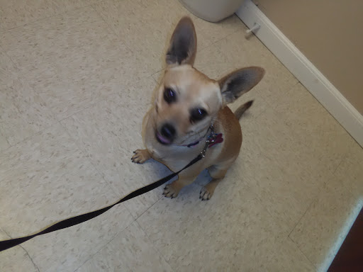 Animal Hospital «Animal Medical Corpus Christi», reviews and photos, 6822 Everhart Rd, Corpus Christi, TX 78413, USA