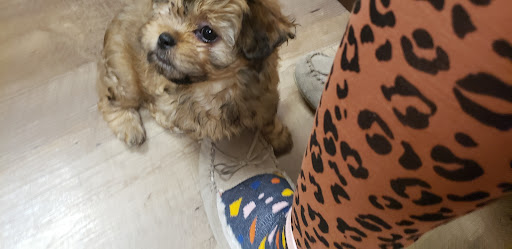 Pet Store «Petland», reviews and photos, 5470 Dixie Hwy, Fairfield, OH 45014, USA