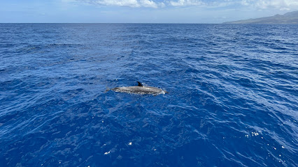 Kata Mambo - Excursion Martinique - Rencontre des dauphins Les Trois Ilets