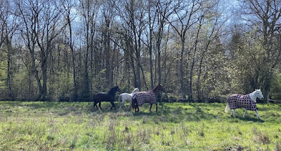 Fleuretchevaux à Autry-le-Châtel