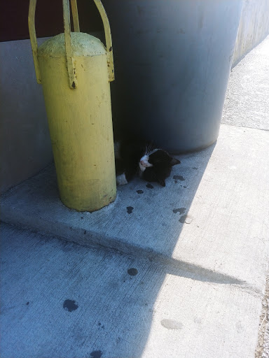 Donut Shop «Dat Donut», reviews and photos, 8251 S Cottage Grove Ave, Chicago, IL 60619, USA