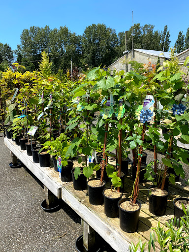 Cheap plants Vancouver