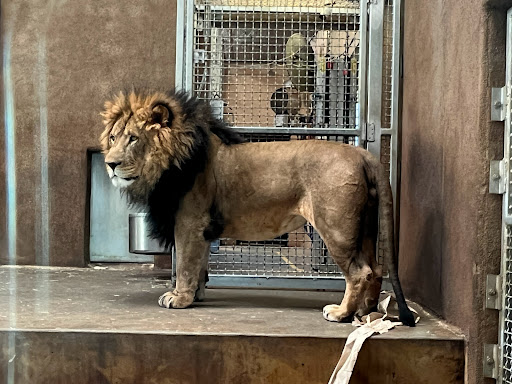 Zoo «Cheyenne Mountain Zoo», reviews and photos, 4250 Cheyenne Mountain Zoo Rd, Colorado Springs, CO 80906, USA