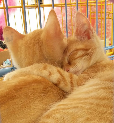 Pet Supply Store «Pet Supermarket», reviews and photos, 5000 Clyde Morris Blvd, Port Orange, FL 32127, USA