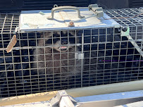 All American Termite & Pest Control - Photo 3 - Car repair in Murrieta, CA, Murrieta