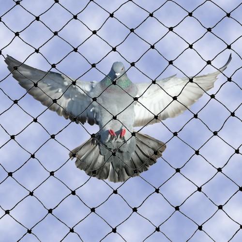 Bird pigeon net service