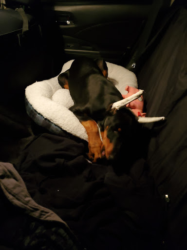 Pet Supply Store «Pet Supplies Plus», reviews and photos, 1411 S Stockton St, Lodi, CA 95240, USA