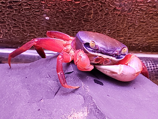 Tropical Fish Store «Trop Aquarium», reviews and photos, 3125 E Tropicana Ave D, Las Vegas, NV 89121, USA