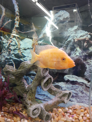 Pet Supply Store «Petland Discounts», reviews and photos, 778 Broad St, Newark, NJ 07102, USA