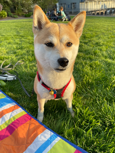 Park «Clyde Beach Park», reviews and photos, 2 92nd Ave NE, Bellevue, WA 98004, USA