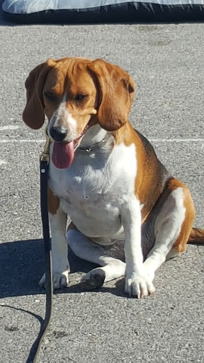 Park «Centennial Hills Park», reviews and photos, 7101 N Buffalo Dr, Las Vegas, NV 89131, USA