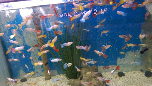 Tropical Fish Store «Fishland», reviews and photos, 13155 Westheimer Rd #114, Houston, TX 77077, USA