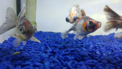 Pet Store «The Pet Works», reviews and photos, 240 14th St, Astoria, OR 97103, USA