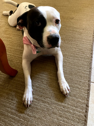 Pet Groomer «Dog Gone Cute Grooming & Bowtique», reviews and photos, 446 Racetrack Rd NW Unit F, Fort Walton Beach, FL 32547, USA