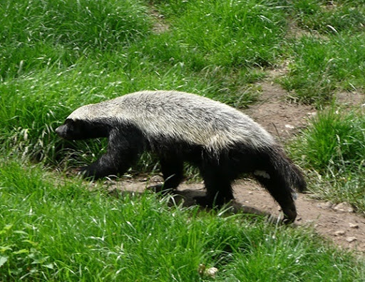 Bird Shop «Bird House», reviews and photos, 1020 NJ-18 E, East Brunswick, NJ 08816, USA