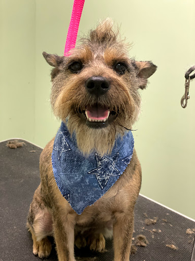 Pet Groomer «Doggie Style Bowtique», reviews and photos, 1713 Westport Rd, Kansas City, MO 64111, USA