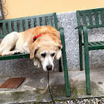 Photo n°3 de l'avis de Piotr.o fait le 10/07/2019 à 12:25 sur le  Crott del Meo à Perledo