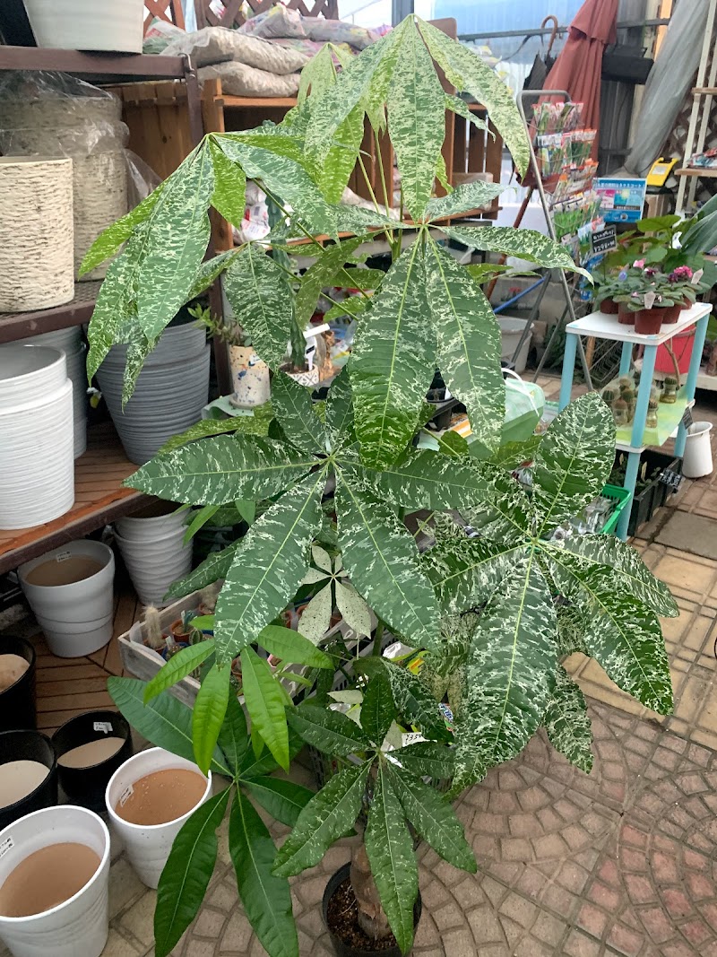 館林フラワーセンター 群馬県館林市松原 花屋 グルコミ