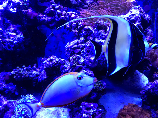 Tropical Fish Store «Fintastic Aquariums of Wake County Inc», reviews and photos, 303 E Durham Rd, Cary, NC 27513, USA