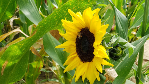 Tourist Attraction «Lucky Ladd Farms», reviews and photos, 4374 Rocky Glade Rd, Eagleville, TN 37060, USA