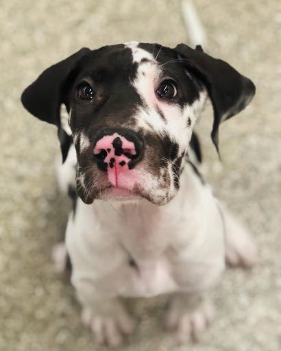 Pet Store «Animal Kingdom», reviews and photos, 4500 N Oracle Rd #254, Tucson, AZ 85705, USA