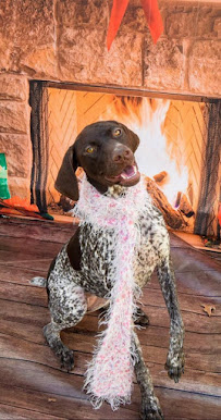 Dogtopia of Waco - Photo 6 - Car repair in Waco, TX, Waco