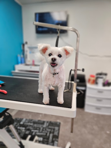 Stylin' Paws Grooming