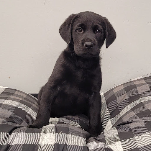 Pet Store «PV Pets», reviews and photos, 233 S Broadway, Pennsville, NJ 08070, USA