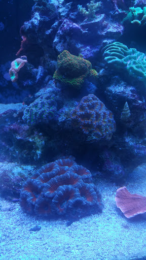 Aquarium Shop «Exotic Aquariums», reviews and photos, 7399 Bird Rd, Miami, FL 33155, USA