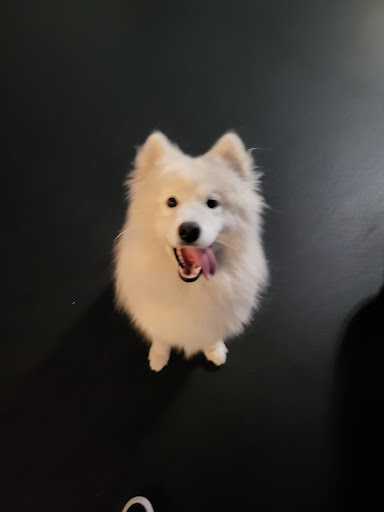 GOfetch image