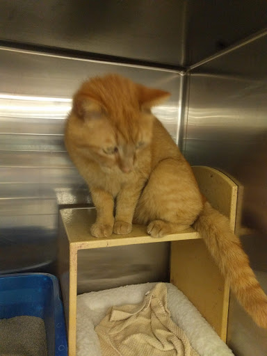 Pet Supply Store «PetSmart», reviews and photos, 1236 Greenbrier Pkwy, Chesapeake, VA 23320, USA