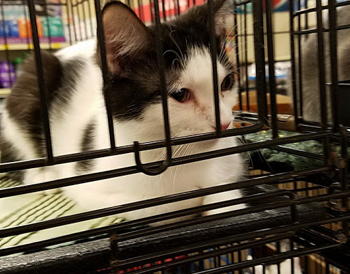 Pet Supply Store «PetSmart», reviews and photos, 3500 IN-38, Lafayette, IN 47905, USA