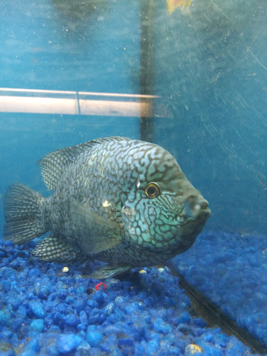 Pet Store «Species Pet Supply», reviews and photos, 1935 W Brandon Blvd, Brandon, FL 33511, USA