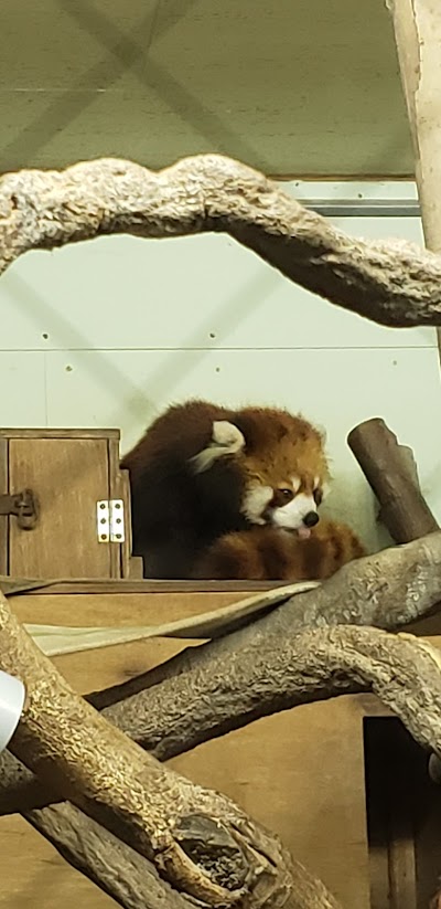 レッサーパンダ館