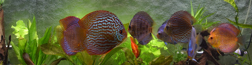 Aquariumservice-Leipzig unter Neukieritzsch, 