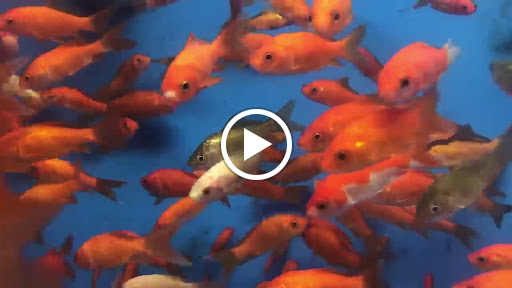 Pet Supply Store «PetSmart», reviews and photos, 3630 Peachtree Pkwy, Suwanee, GA 30024, USA