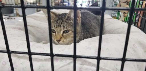 Pet Store «Pet Supermarket», reviews and photos, 2542-2598 S Washington Ave, Titusville, FL 32780, USA