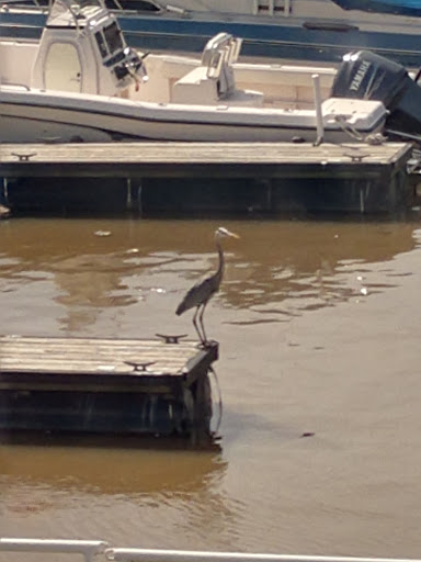 Movie Theater «Lorain Palace Theatre», reviews and photos, 617 Broadway Ave, Lorain, OH 44052, USA