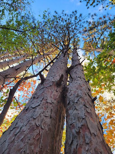 Nature Preserve «McDonald Woods Forest Preserve», reviews and photos, 19611 W Grass Lake Rd, Lake Villa, IL 60046, USA